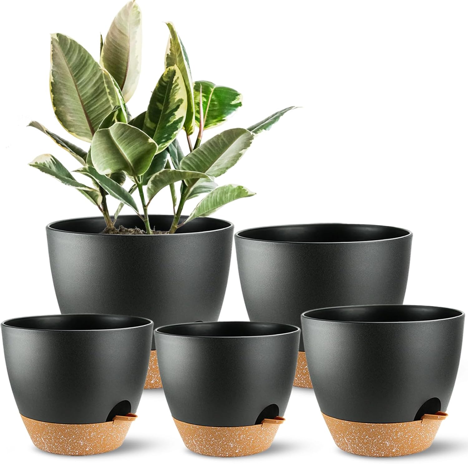 Echeveria Succulent - Self Watering Plant Pots with Drainage