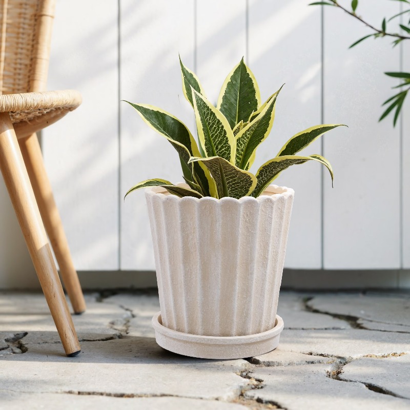 8 Inch Shell Planter Cream Cer - Aloe Vera Pot ulasan dan harga