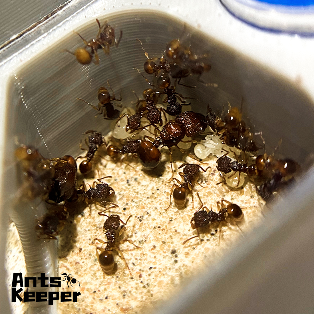 【Basic Farm】Ants Farm with Wat - Begonia Rex ulasan dan harga
