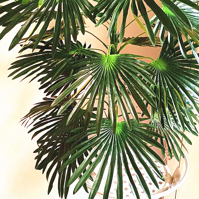 68-95CM Large Artificial Tropi - Dracaena Marginata ulasan dan harga