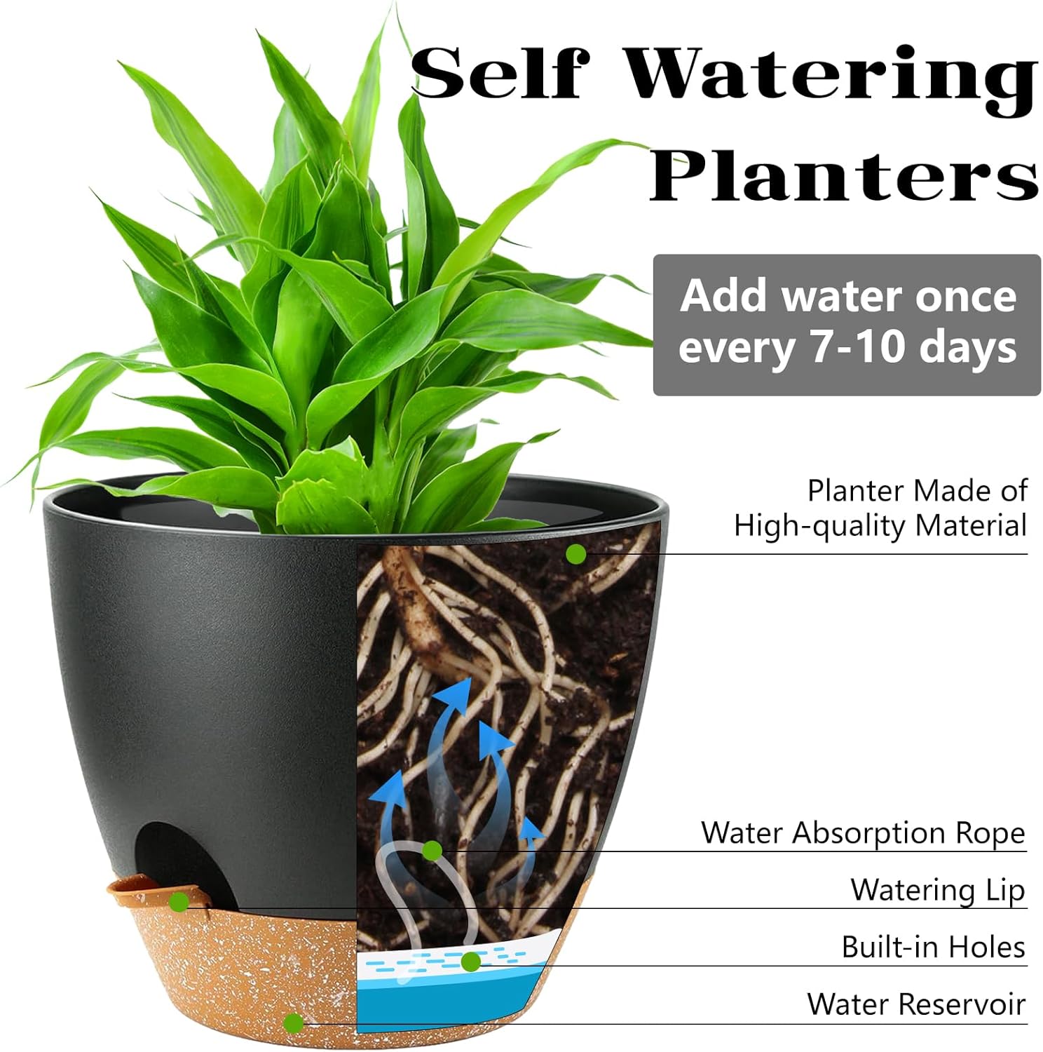 Self Watering Plant Pots with  - Echeveria Succulent ulasan dan harga