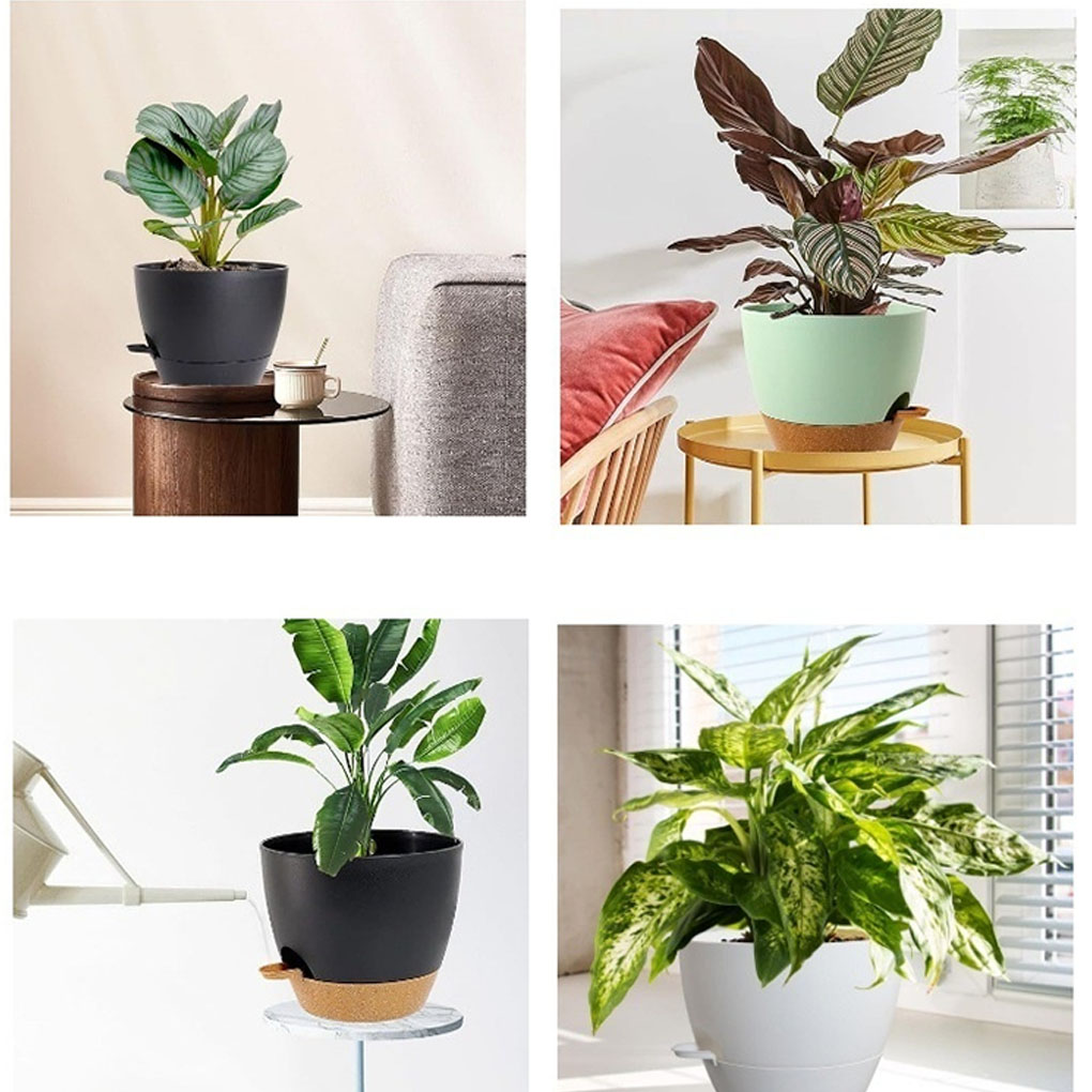 5piece Indoor Flower Pots With - Aloe Vera Pot ulasan dan harga