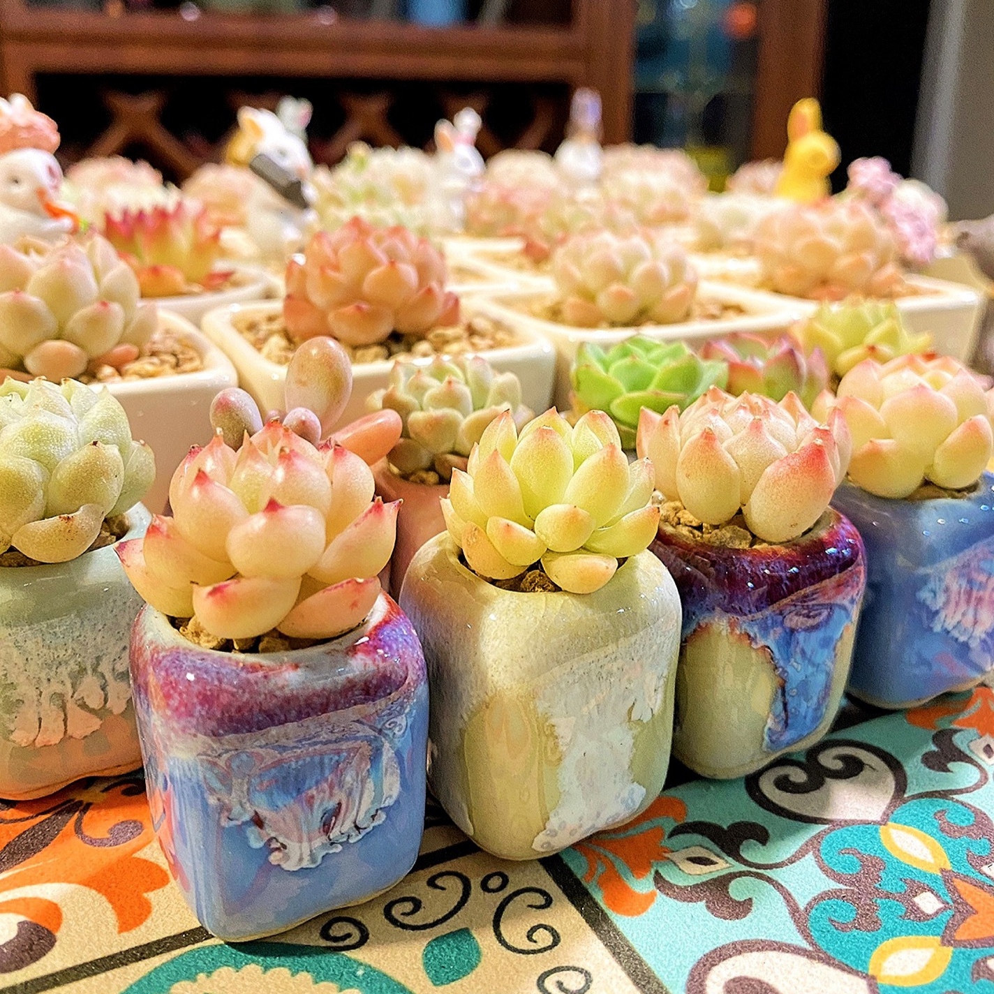 10Pcs Mini Ceramics Fowerpot M - Echeveria Succulent ulasan dan harga