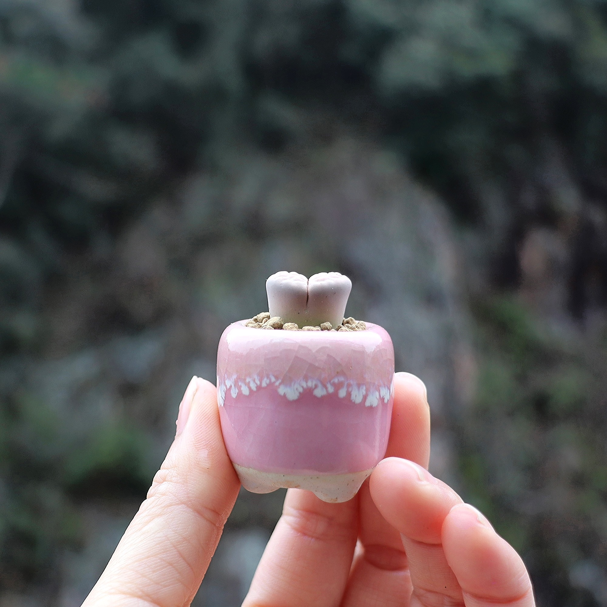 10Pcs Mini Ceramics Fowerpot M - Echeveria Succulent ulasan dan harga