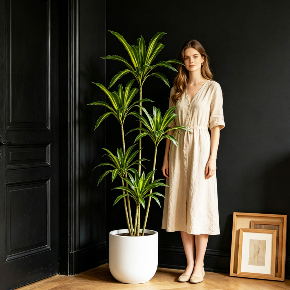 80-165cm Large Artifcial Draca - Dracaena Marginata ulasan dan harga