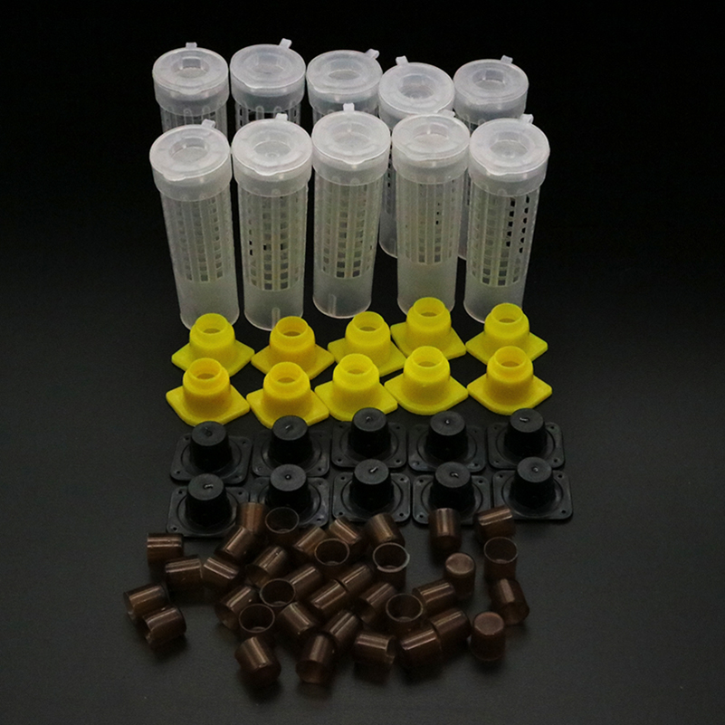 1 Set Bees Tools Cages King Qu - Begonia Rex ulasan dan harga