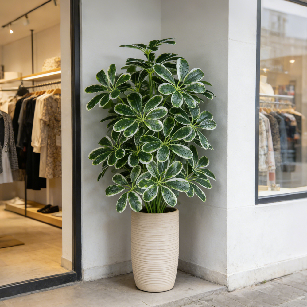50-75cm Artifficial Maranta Pl - Dracaena Marginata ulasan dan harga