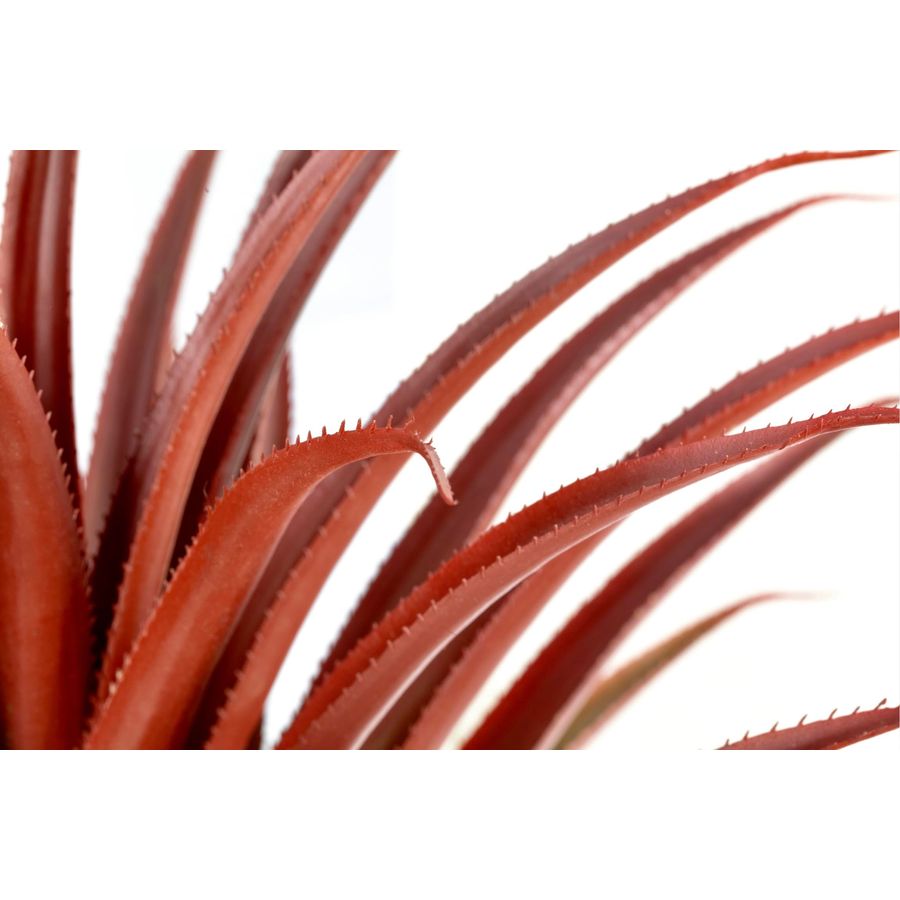 Hyper Realistic Big Red Artifi - Aloe Vera Pot ulasan dan harga