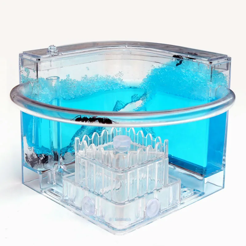 Ant Workshop Roller Coaster Ec - Begonia Rex ulasan dan harga