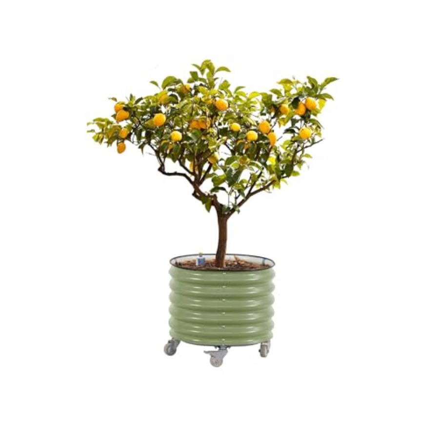 Self-Watering Rolling Metal Ci - Aloe Vera Pot ulasan dan harga
