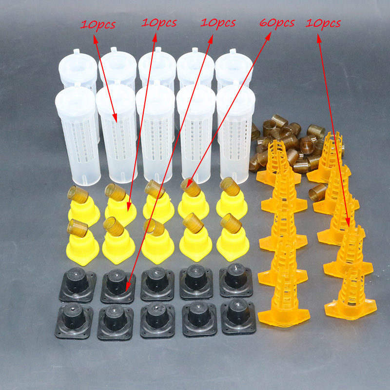 Complete bee queen king rearin - Begonia Rex ulasan dan harga